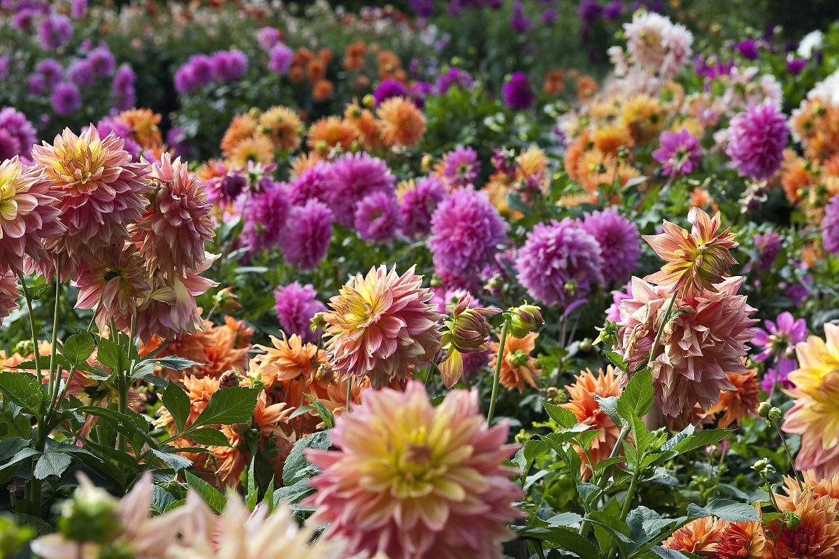 北方景观花品种，多彩绽放的大地艺术