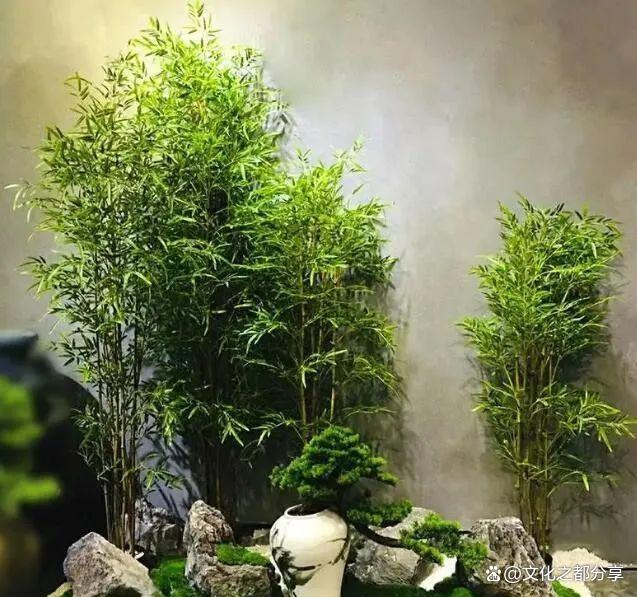 竹子景观品种，自然之美与艺术之韵的完美结合